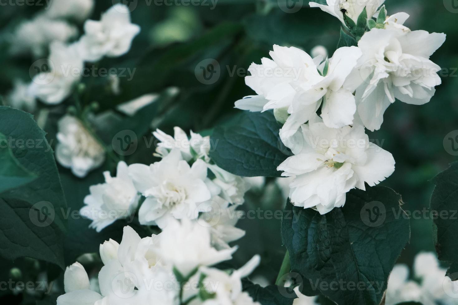 desabrochando flores de jasmim brancas no mato com folhas verdes foto