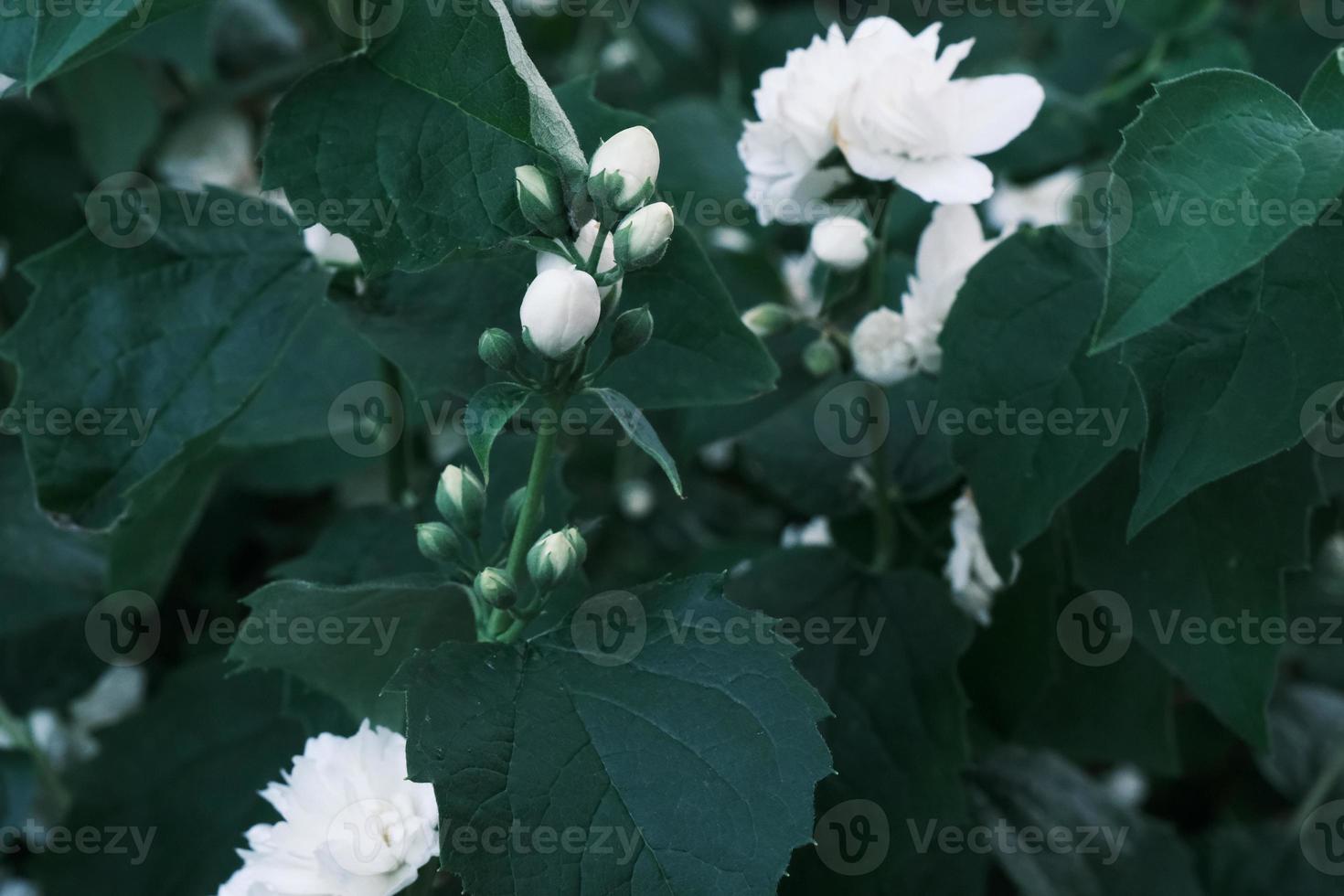 desabrochando flores de jasmim brancas no mato com folhas verdes foto