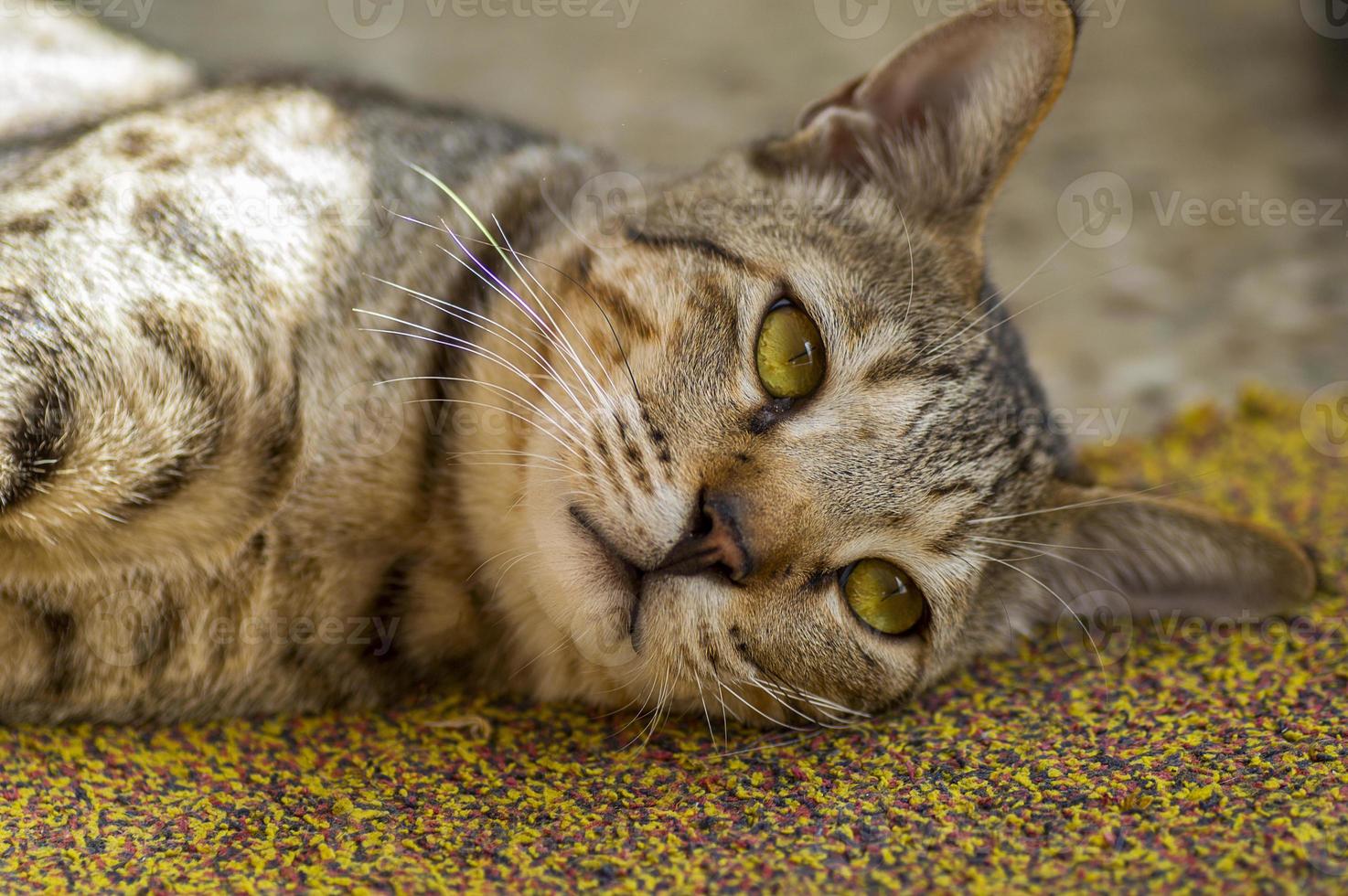 retrato em close-up de um gato doméstico foto