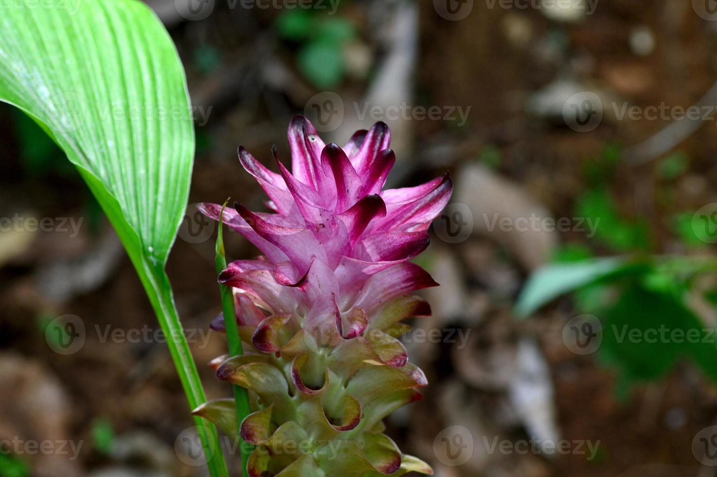 close-up de flor de açafrão em campo agrícola foto