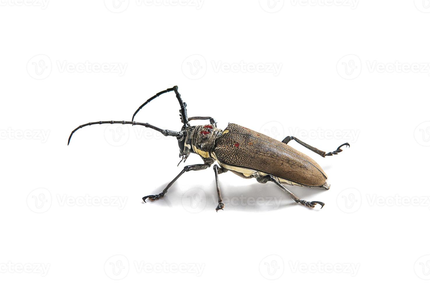 broca-das-árvores, batocera rufomaculata isolada em um fundo branco foto