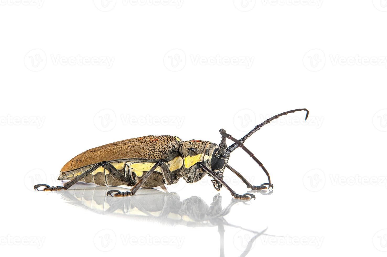 broca-das-árvores, batocera rufomaculata isolada em um fundo branco foto