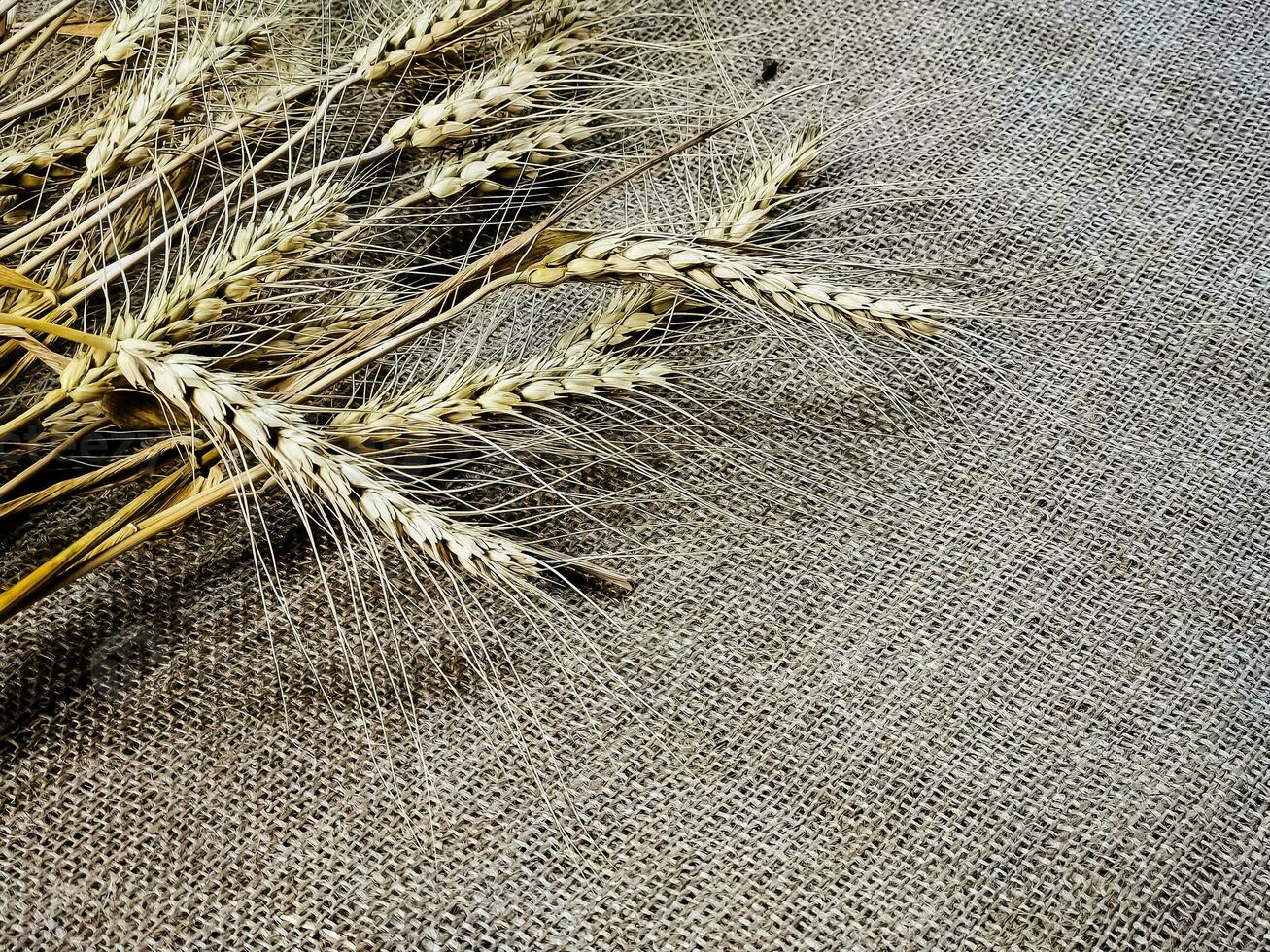 espiguetas do trigo em uma fundo do serapilheira. trigo é a base do pão. saudável comendo conceito. foto