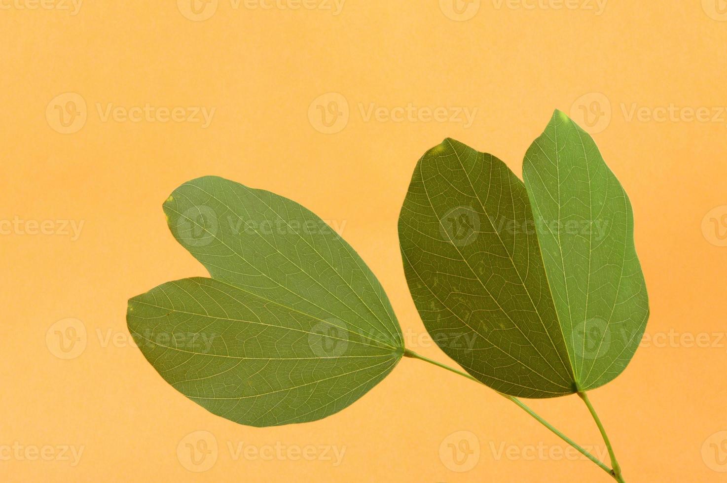 festival indiano dussehra, mostrando folha dourada. cartão de felicitações. foto
