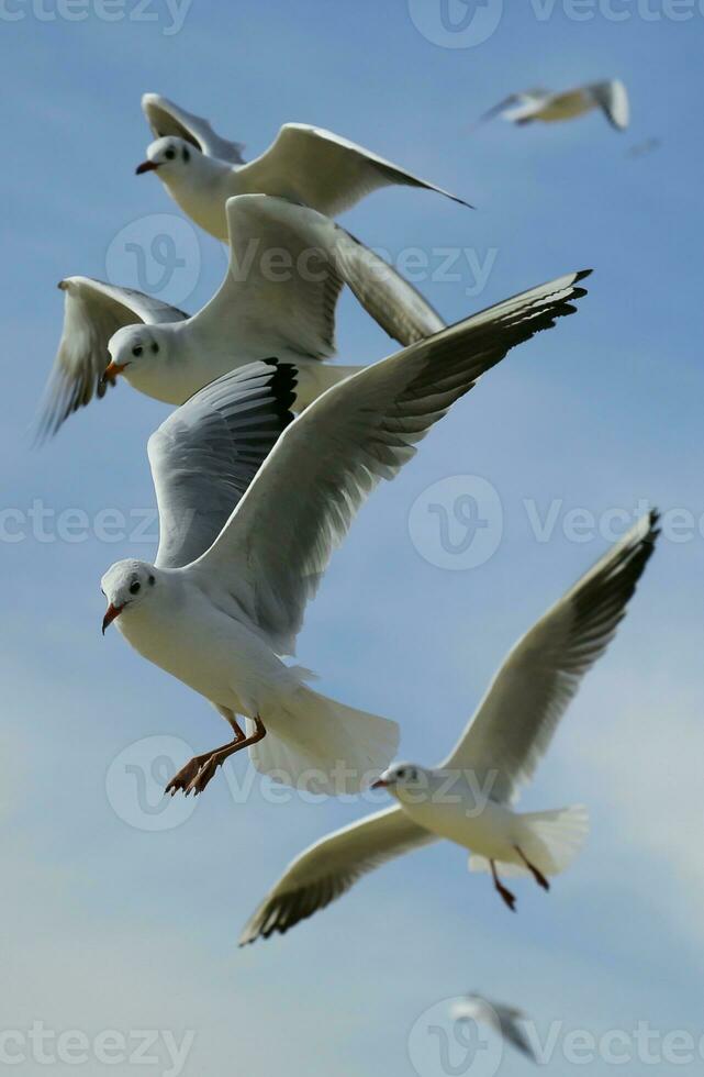 fechar-se foto do rebanho do vôo gaivotas