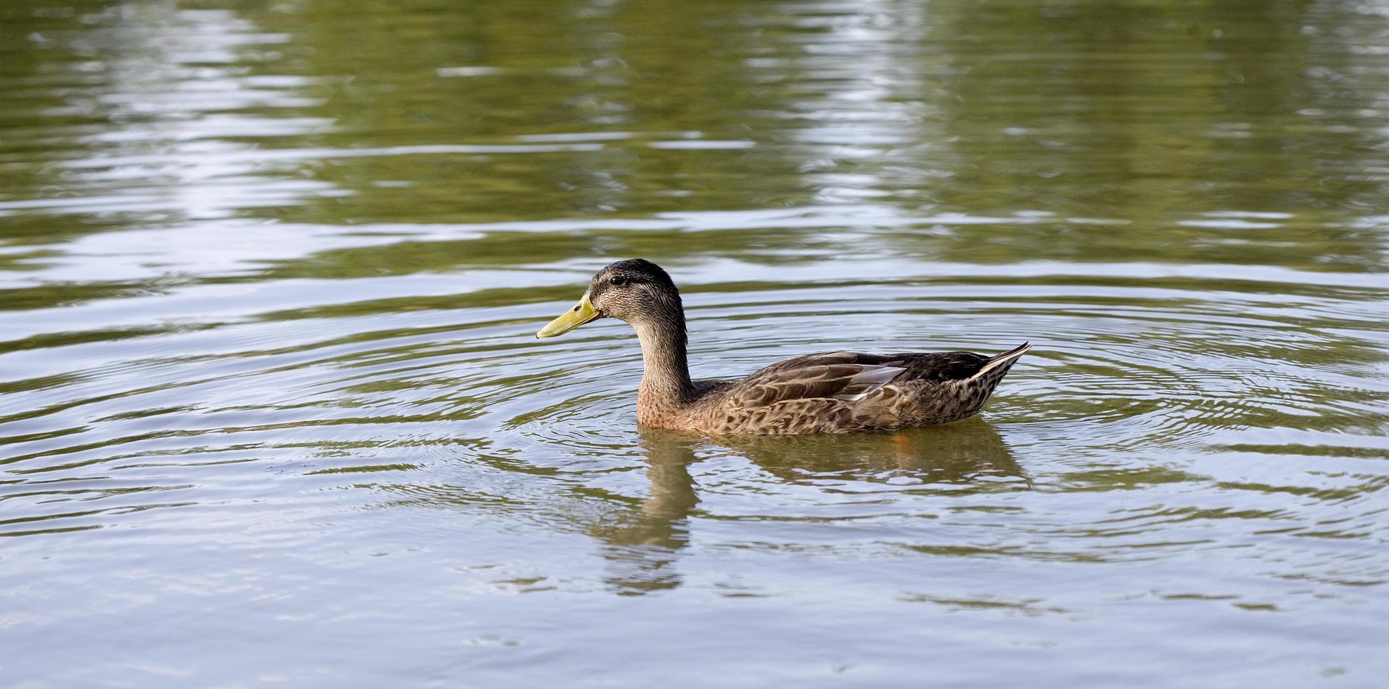 patos nadando no rio Lot na França foto