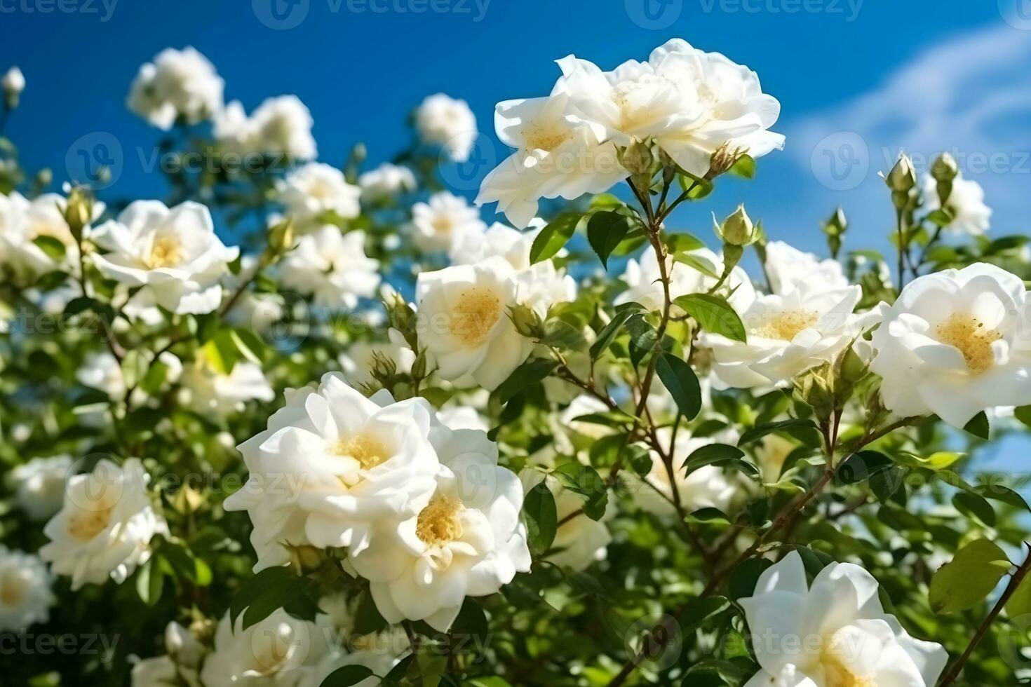 branco rosas arbusto com verde folhas em uma azul céu fundo foto