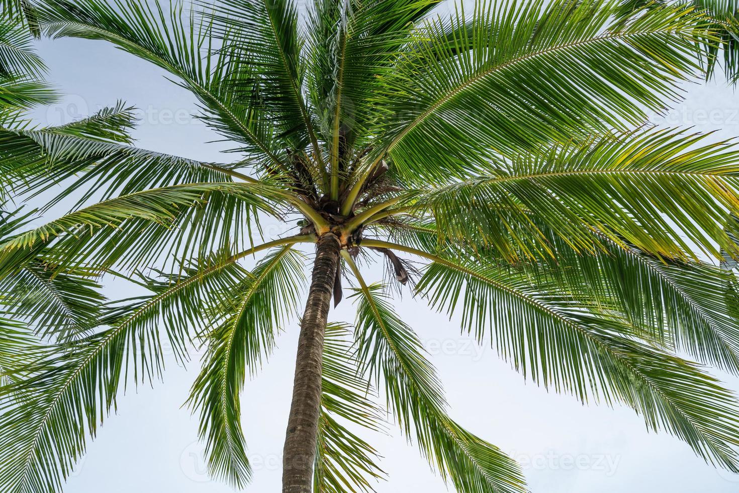 fundo da temporada de verão de uma palmeira de coco foto