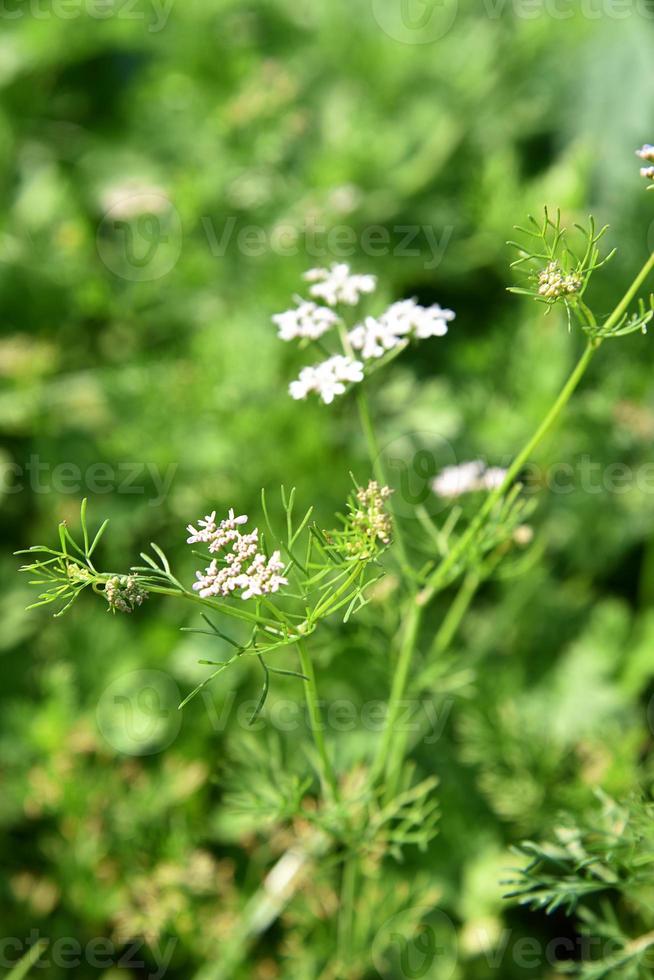 closeup de flores de coentro na planta em um campo agrícola foto