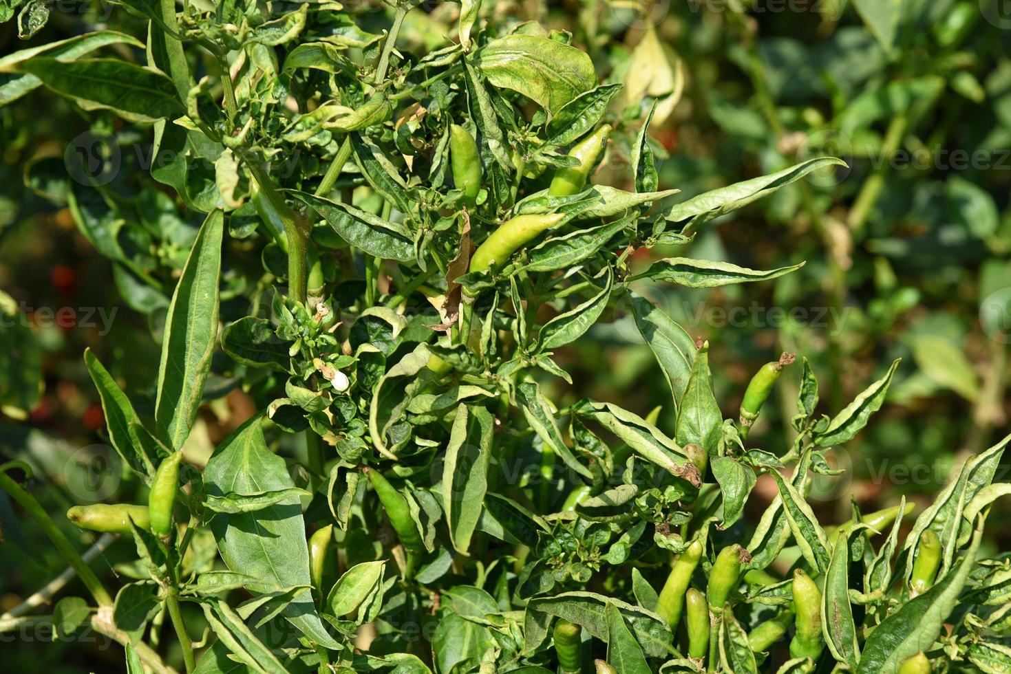 pimenta verde orgânica na planta jovem no campo agrícola, conceito de colheita. foto