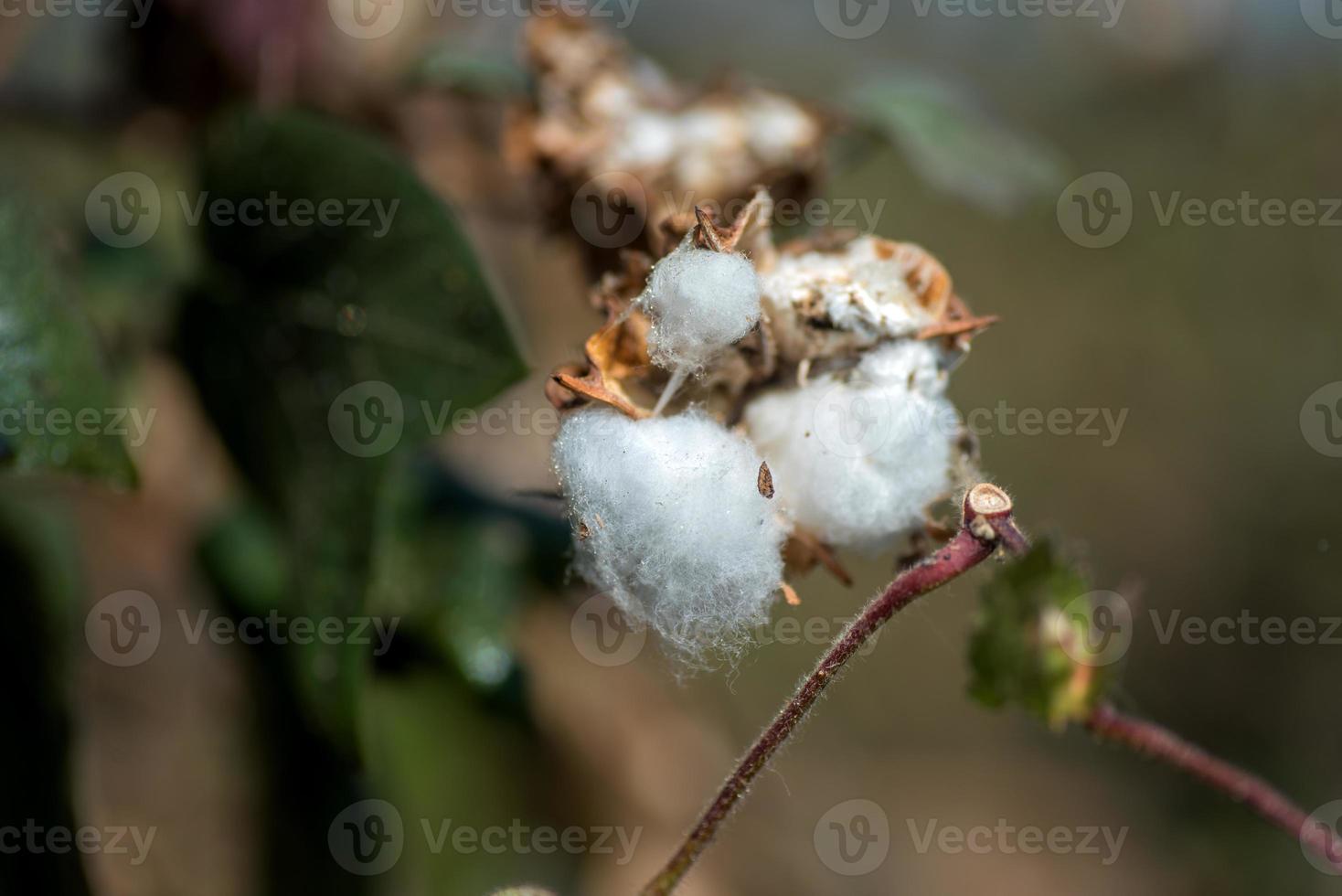 campo de fazenda de algodão, close-up de flores e bolas de algodão. foto