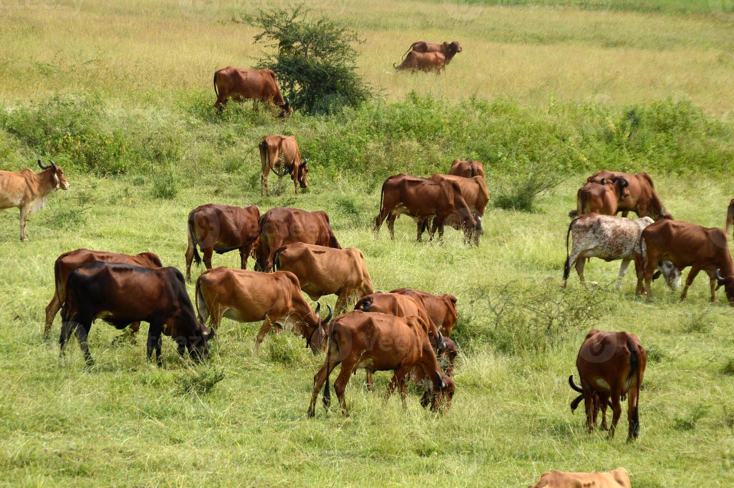 vacas e touros pastam em um campo de grama exuberante foto