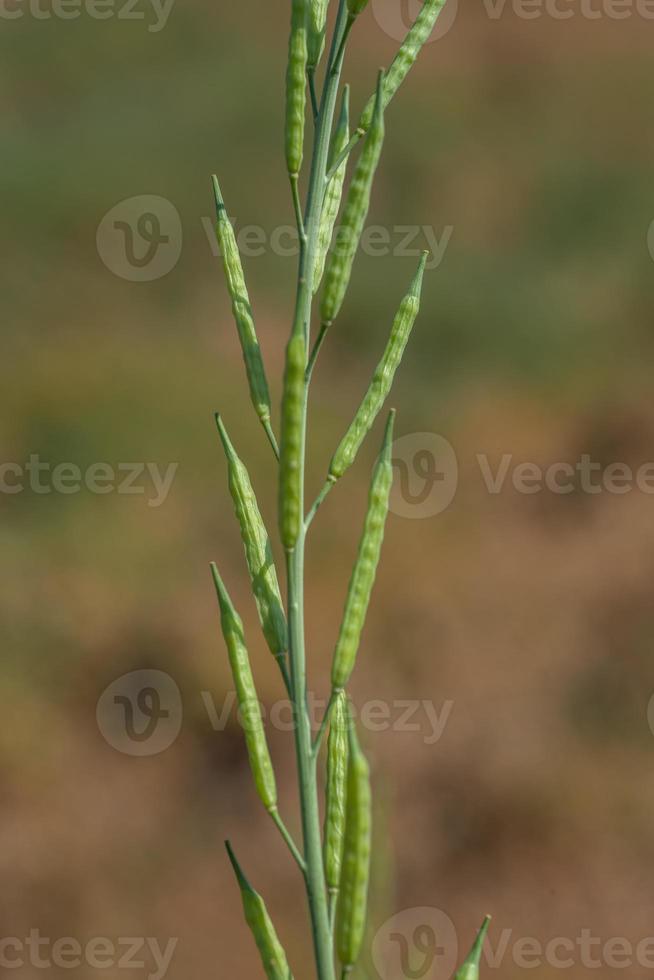 vagens de mostarda verde crescendo no campo de fazenda de agricultura. foto