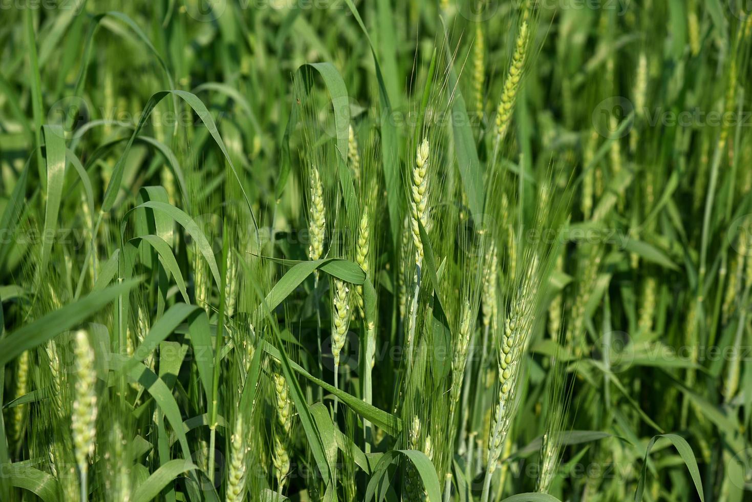 trigo verde em campo de fazenda orgânica foto