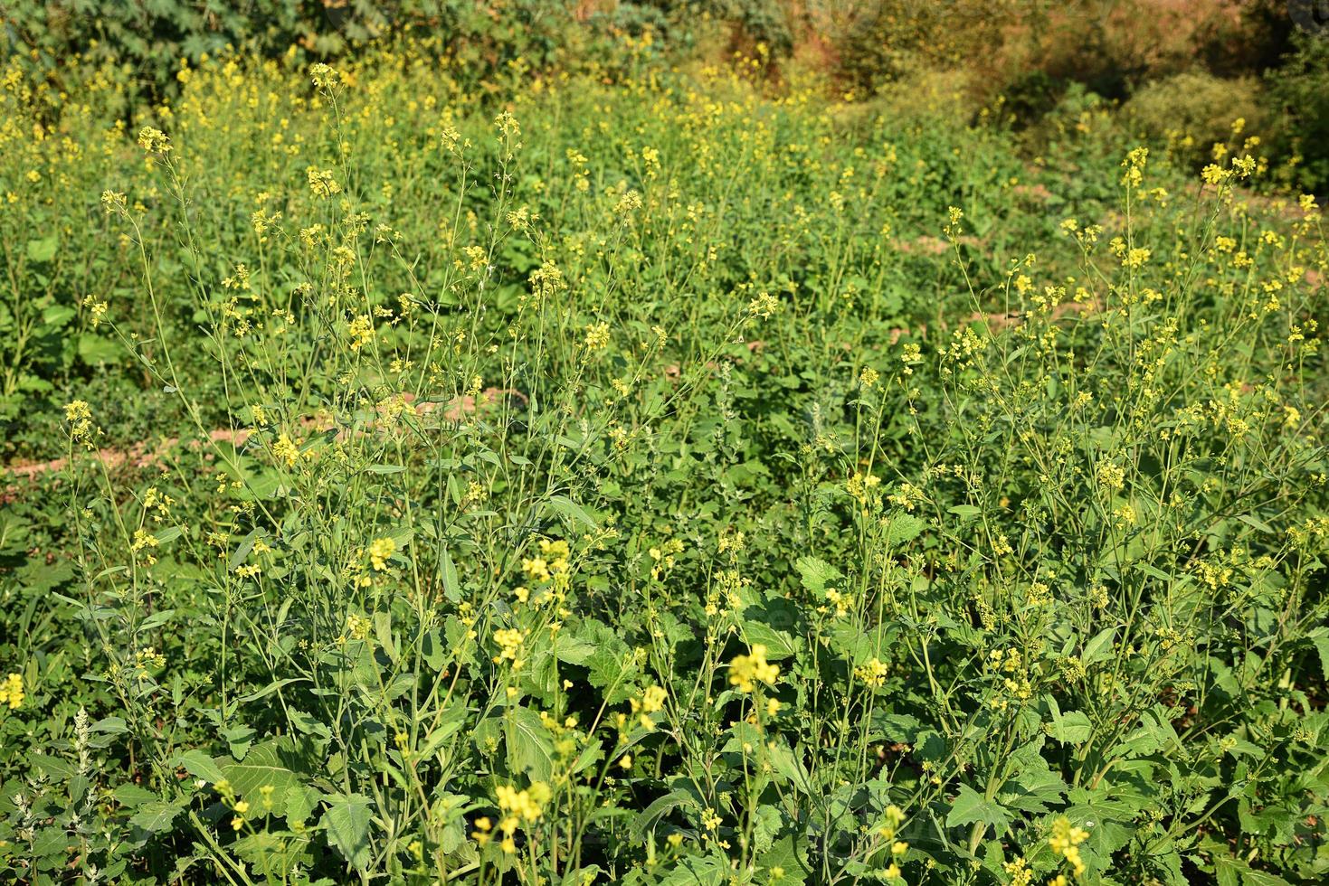 flores de mostarda florescendo na planta no campo agrícola com vagens. fechar-se. foto