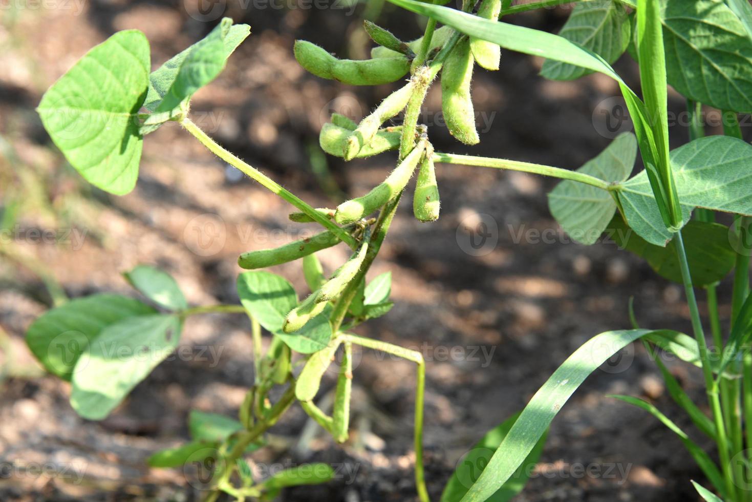 plantas de soja verdes frescas no campo foto