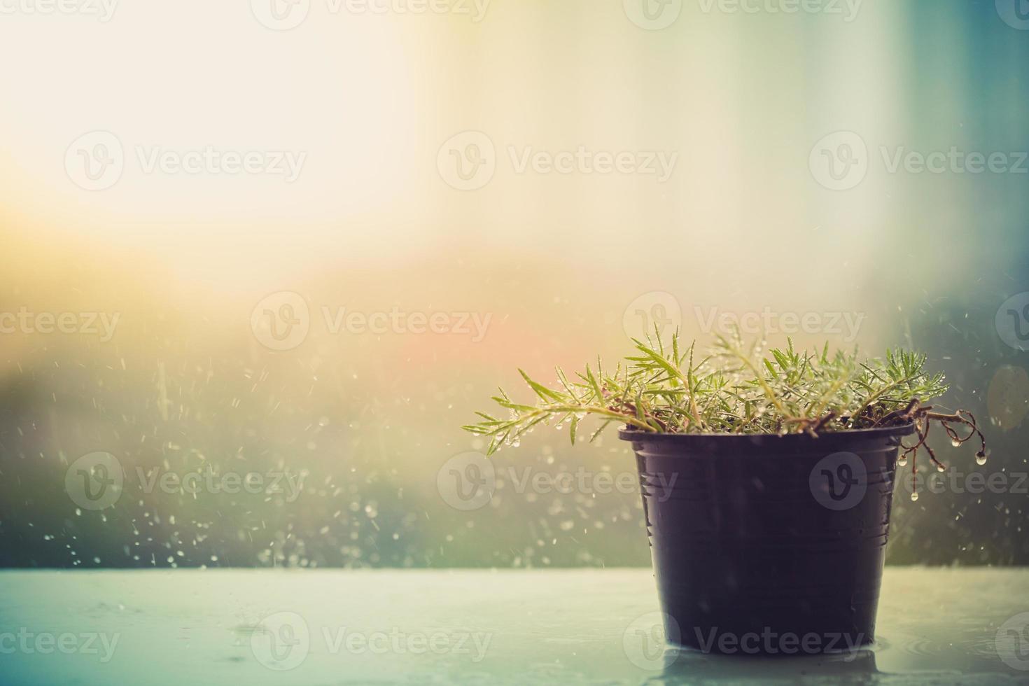 vaso de flores está chovendo na varanda foto