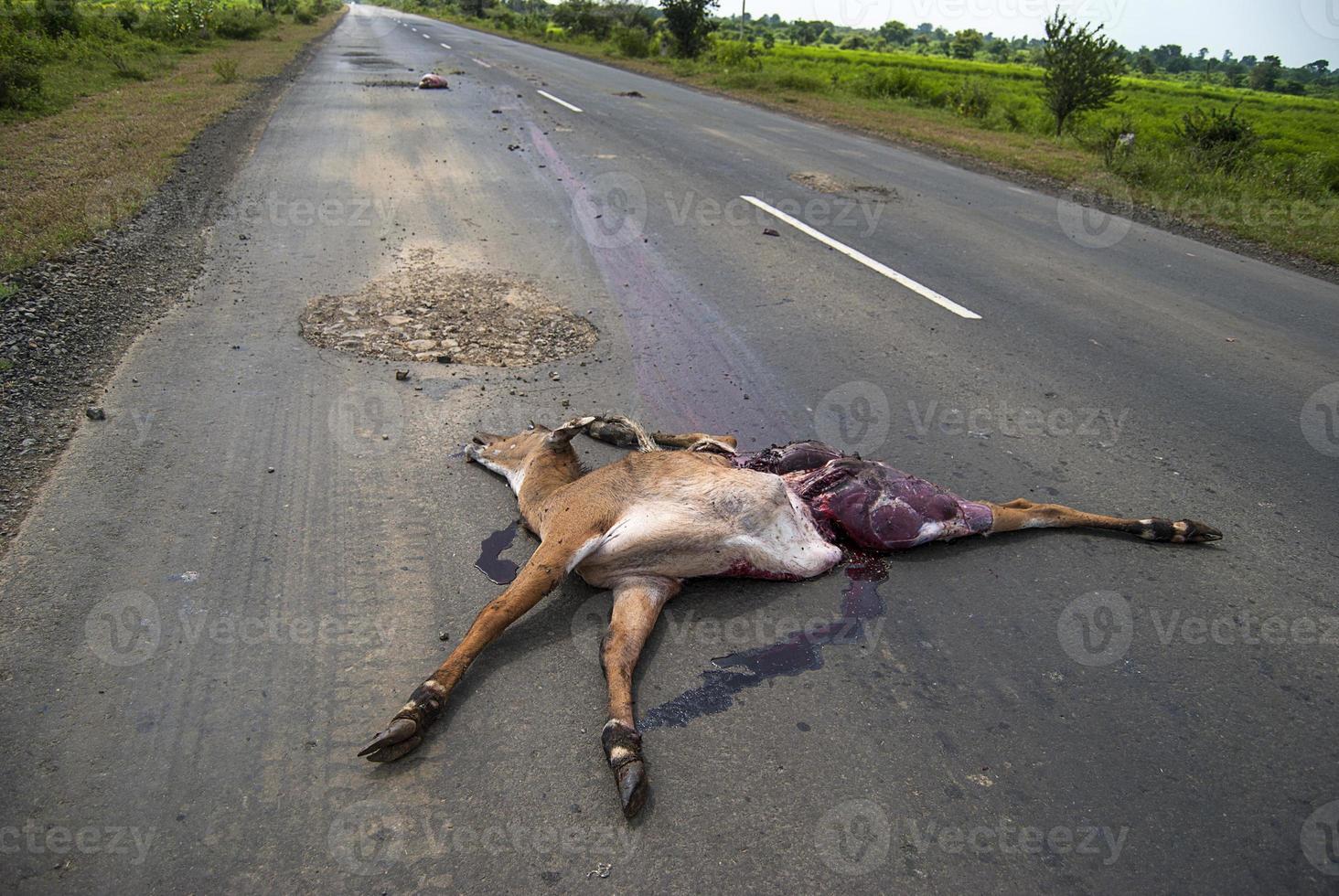 animal morto na estrada atropelado por um veículo, dirija com cuidado, acidente foto