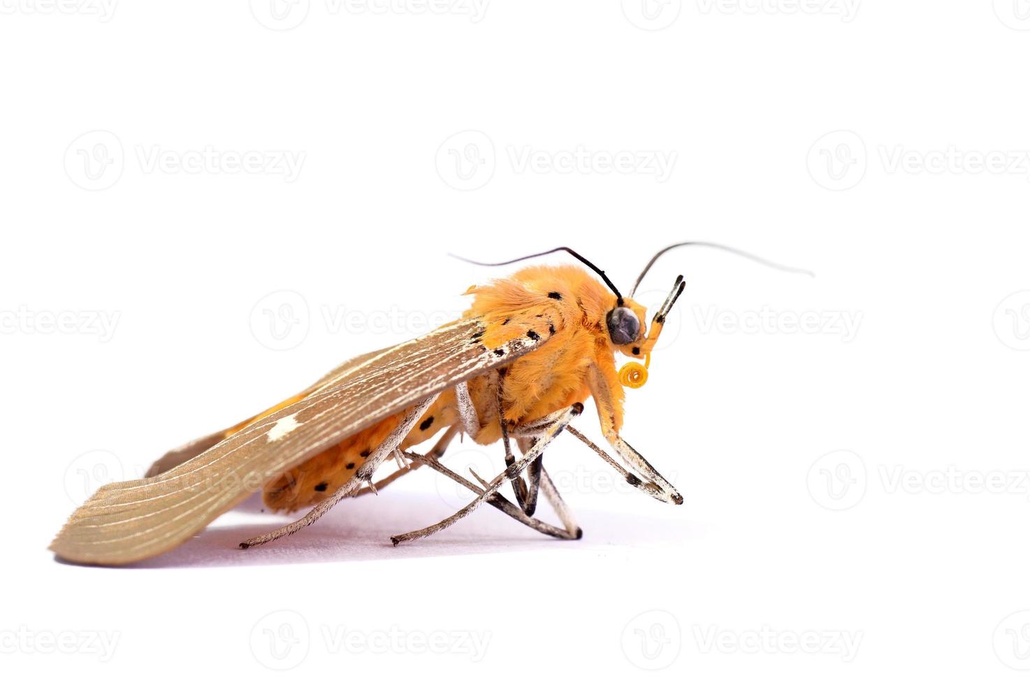 uma mariposa morta em fundo branco foto