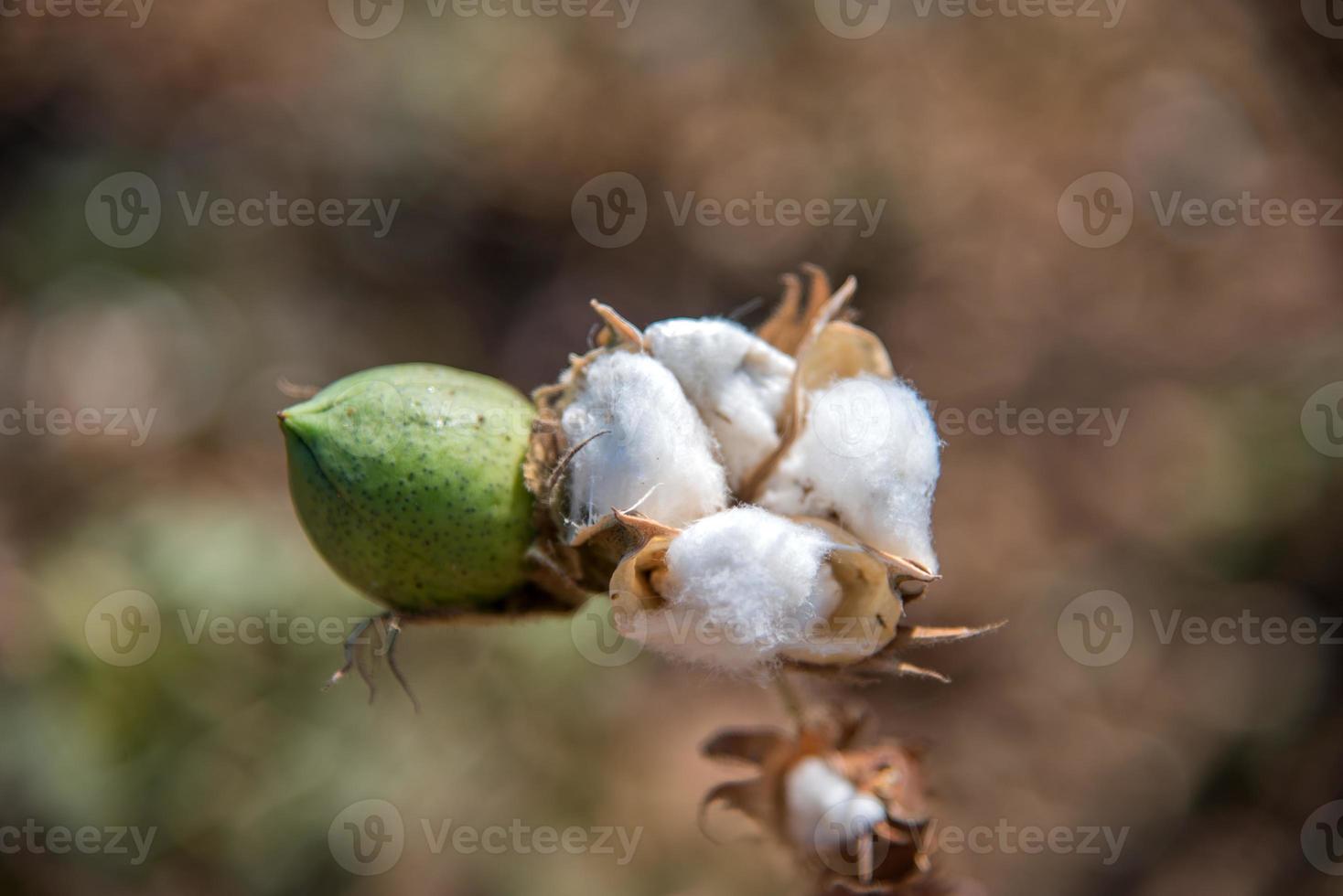 campo de fazenda de algodão, close-up de flores e bolas de algodão. foto