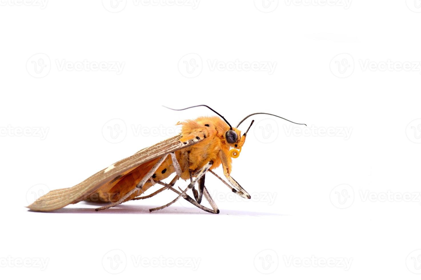 uma mariposa morta em fundo branco foto