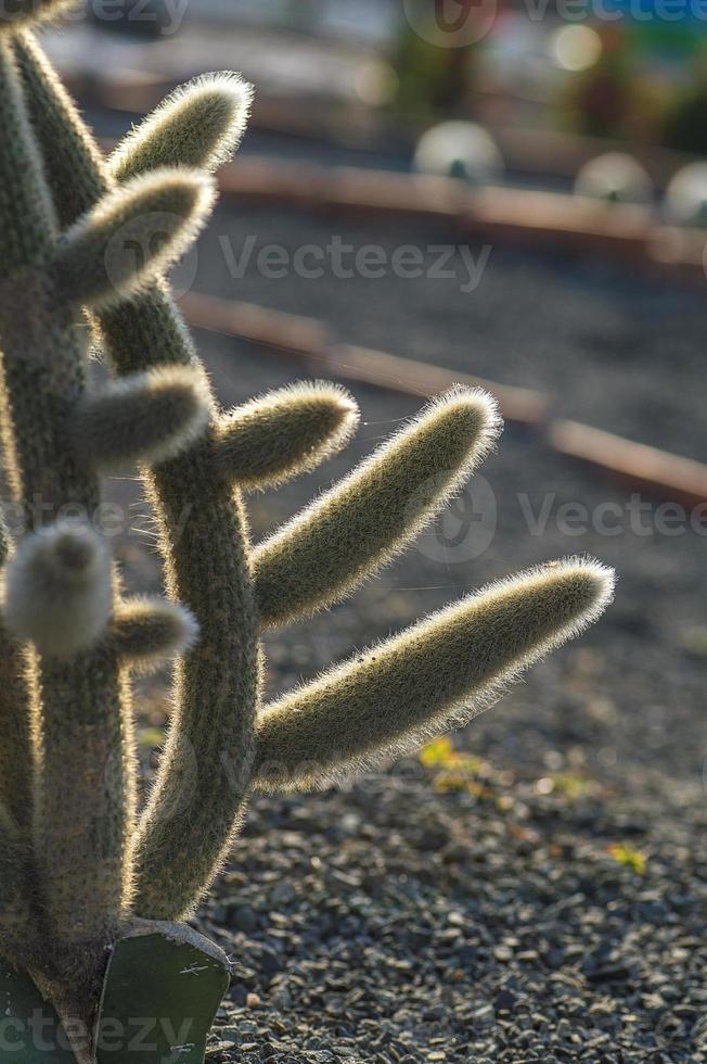 planta de cacto no parque foto