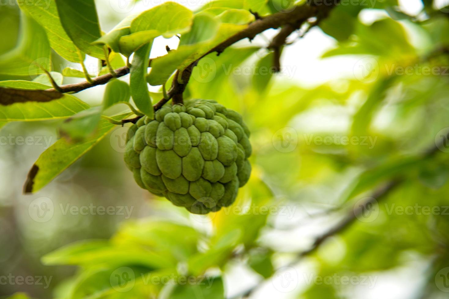 pudins, maçãs açucaradas ou annona squamosa linn. crescendo em uma árvore. foto