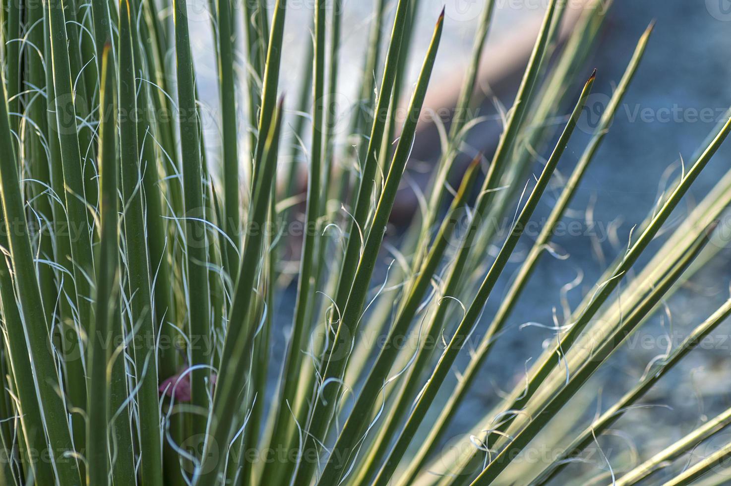 planta de cacto no parque foto