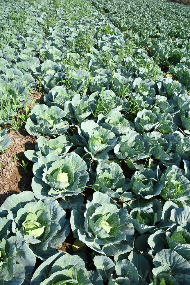 close up de repolhos verdes no campo da agricultura foto