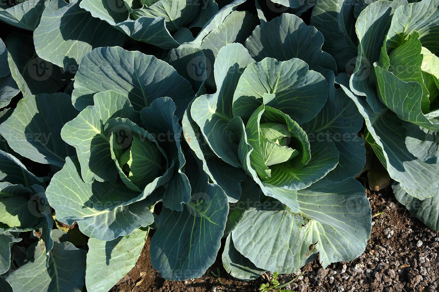 close up de repolhos verdes no campo da agricultura foto