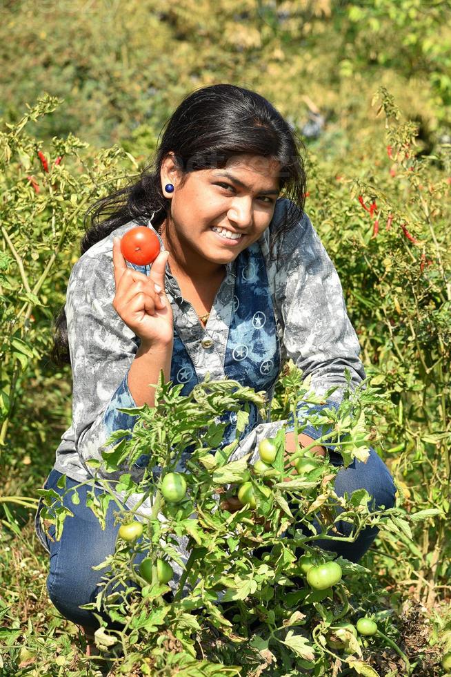 jovem feliz colhendo ou examinando tomates frescos em uma fazenda ou campo orgânico foto