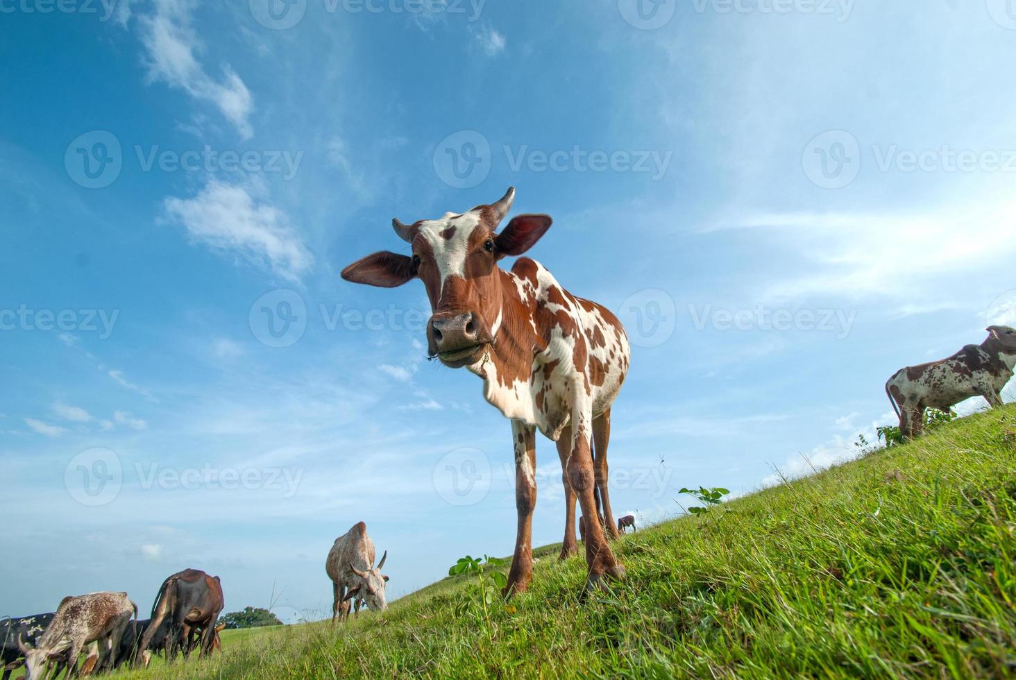 vacas pastando em campo de grama exuberante foto