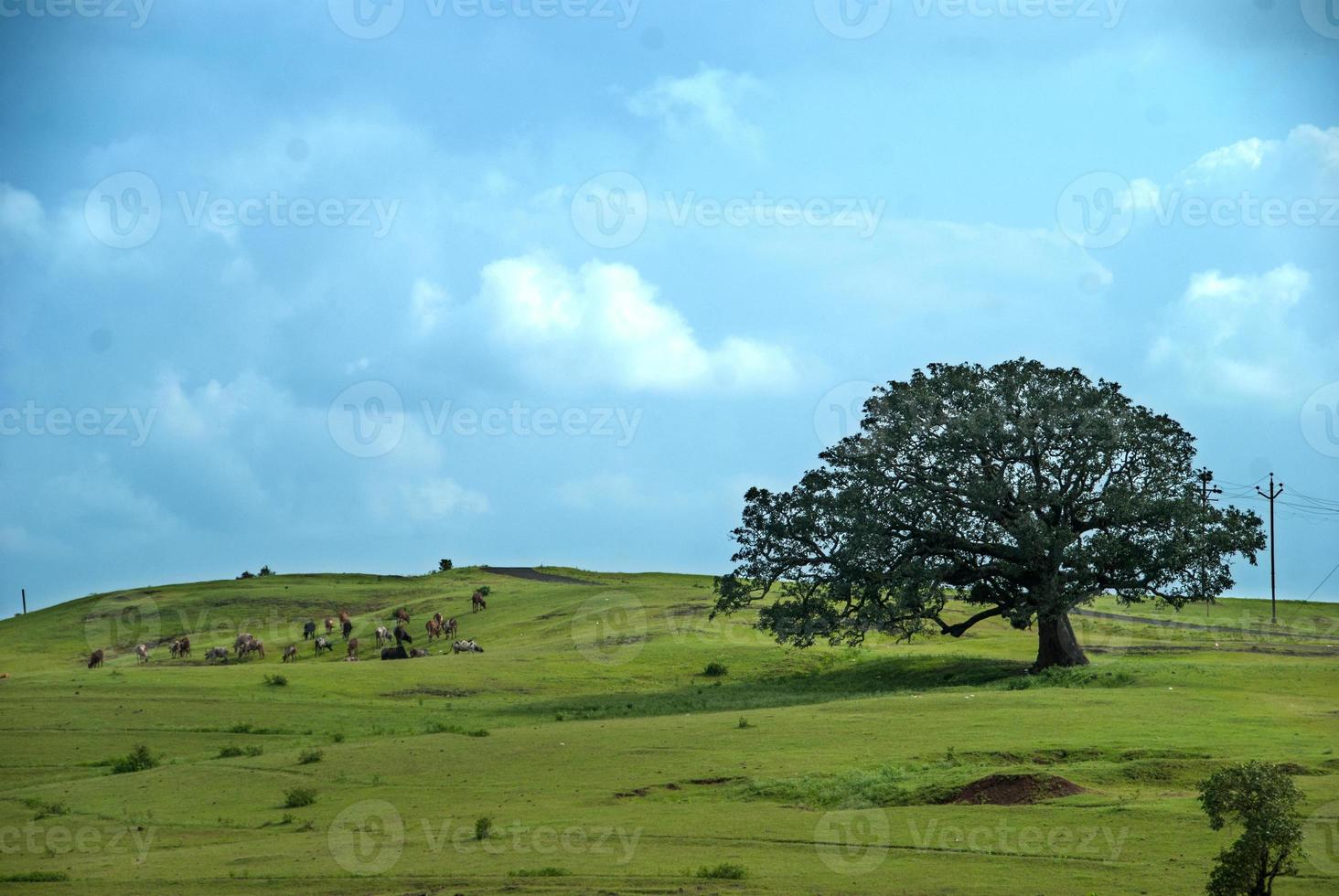 vacas pastando em campo de grama exuberante foto