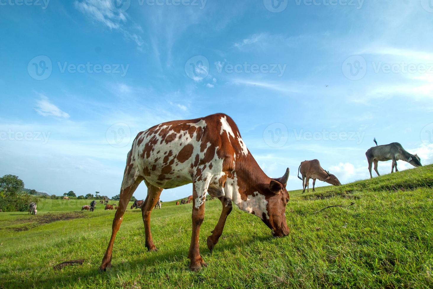 vacas pastando em campo de grama exuberante foto