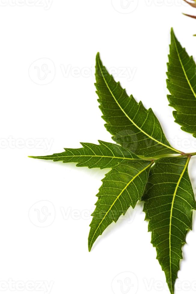 folha de nim medicinal em fundo branco. azadirachta indica. foto