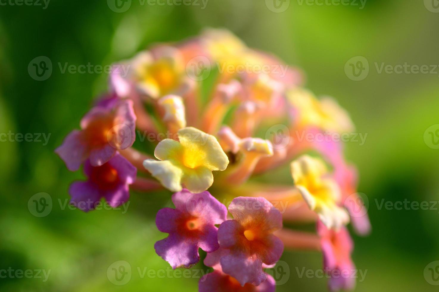 flores de lantana multicoloridas. bela flor de cerca viva colorida, lantana chorona, foto