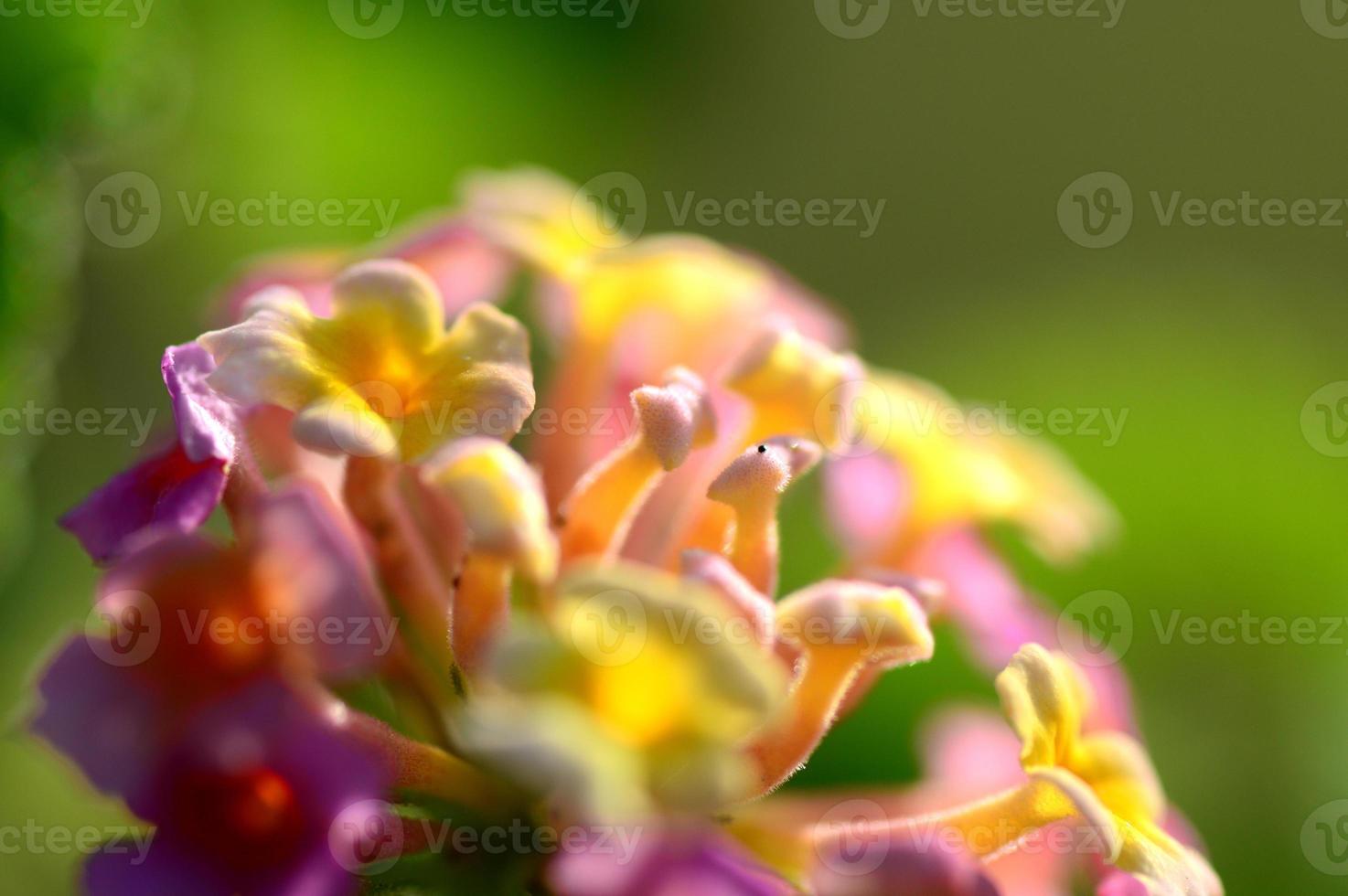flores de lantana multicoloridas. bela flor de cerca viva colorida, lantana chorona, foto