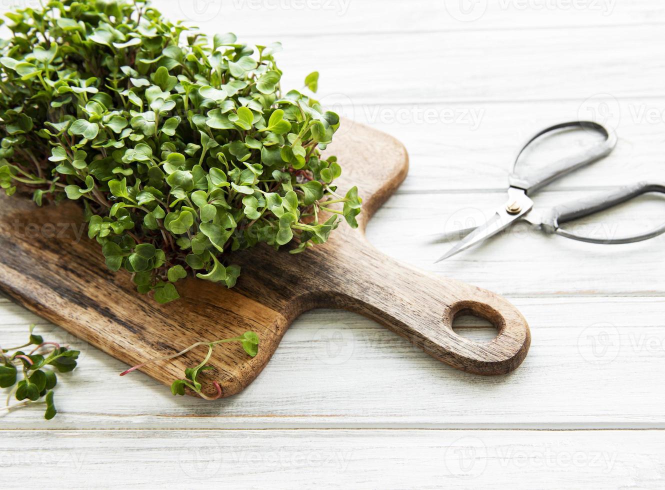 microgreens de rabanete vermelho foto