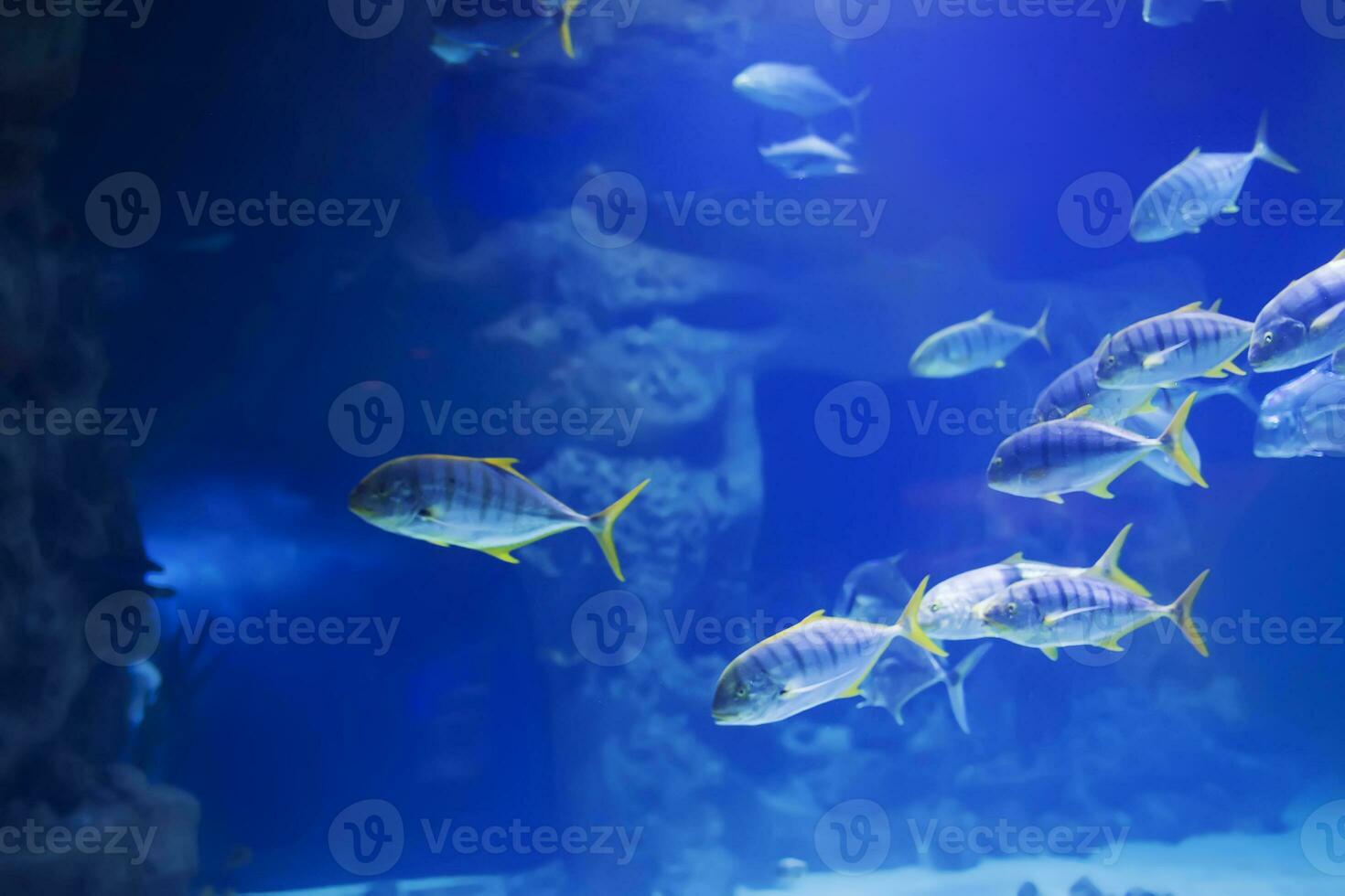 uma rebanho do tropical mar peixe dentro azul água foto