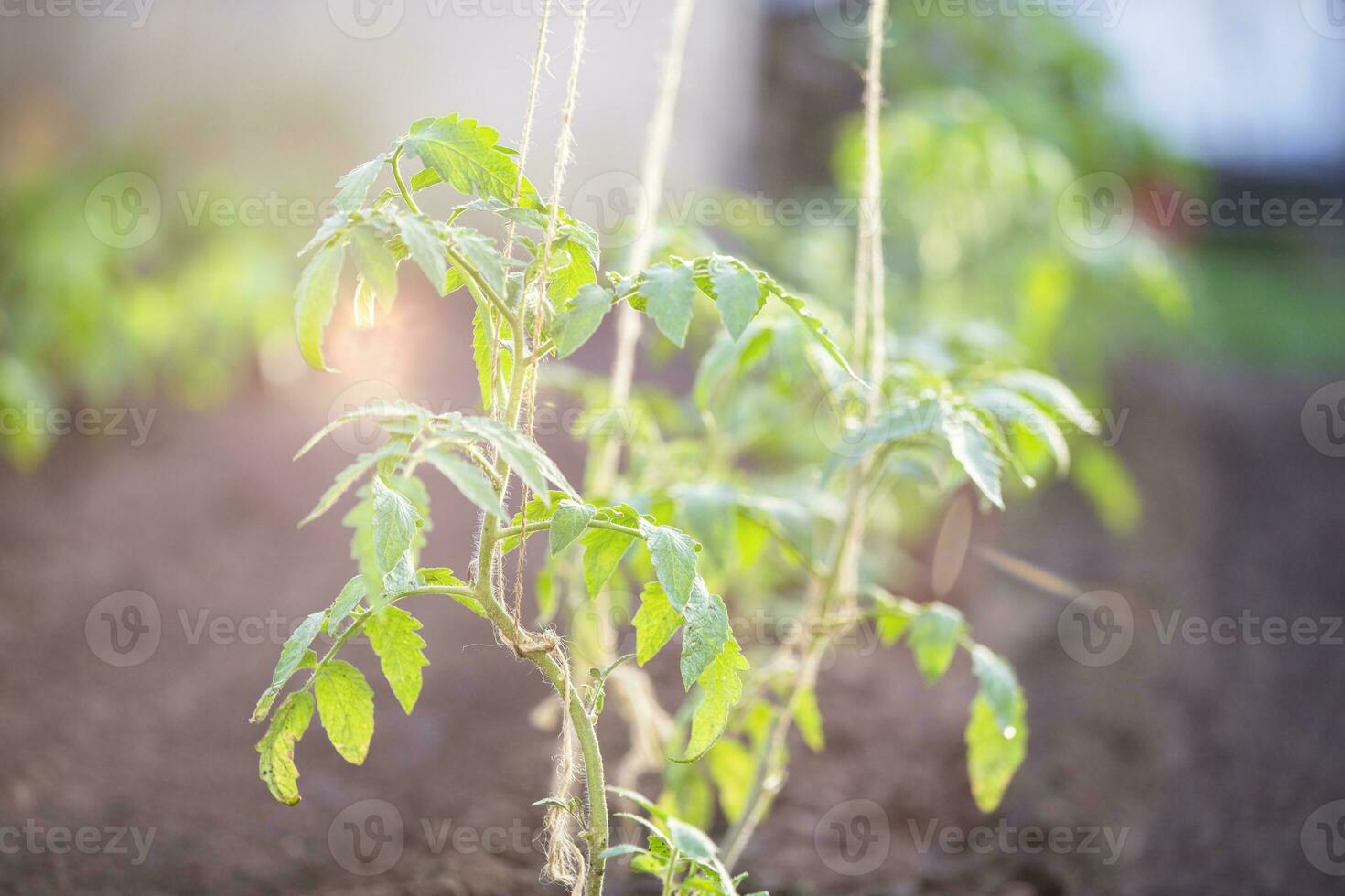 jovem mudas do pepinos dentro a chão. delicado plantinha folhas. foto