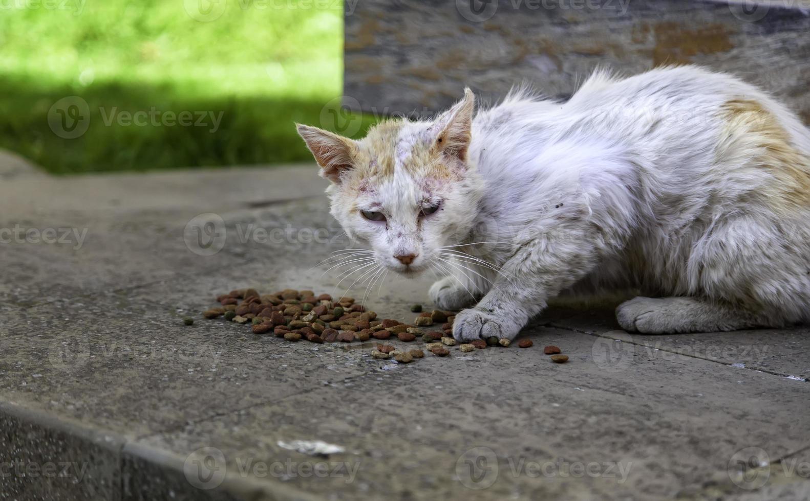 gato ferido na rua foto