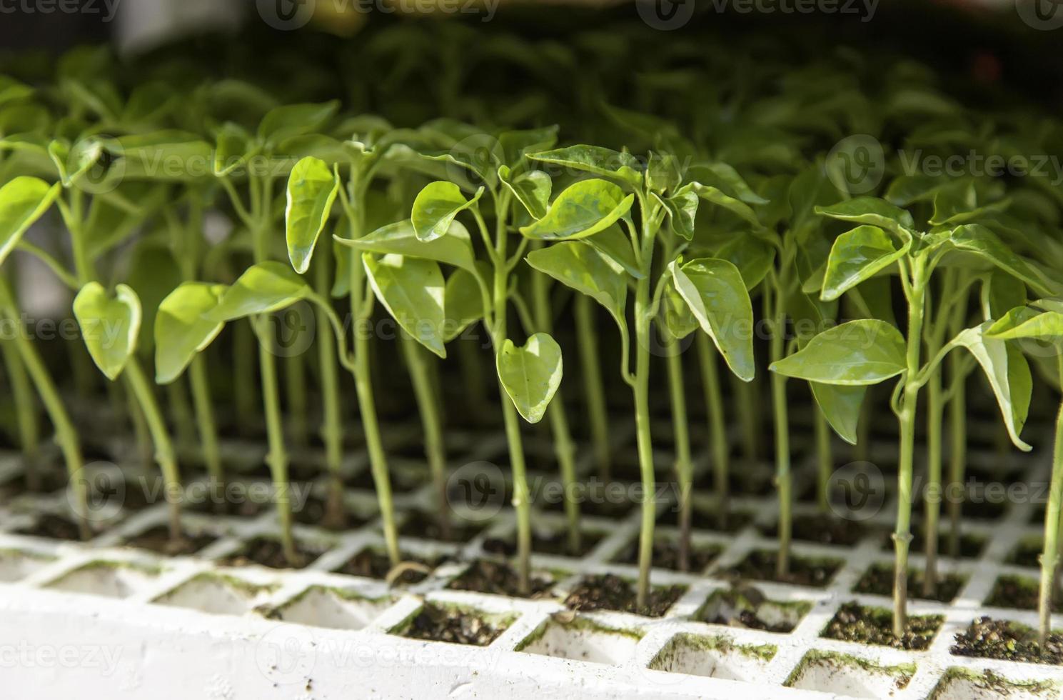 brotos de plantas naturais foto