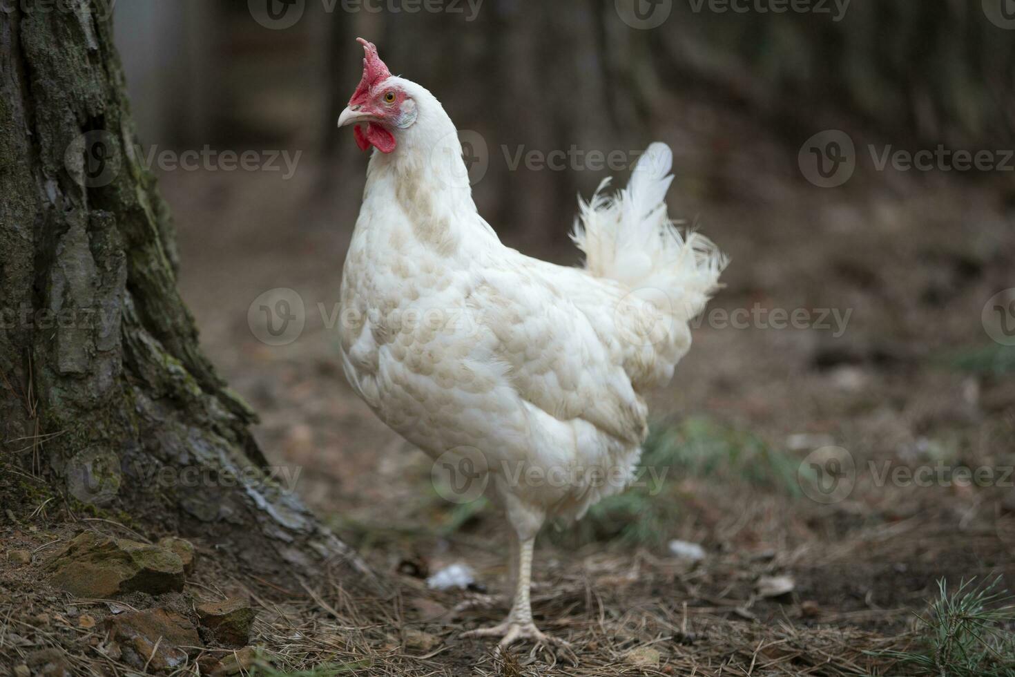 uma branco frango anda em por aí a quintal, desfrutando vida. foto
