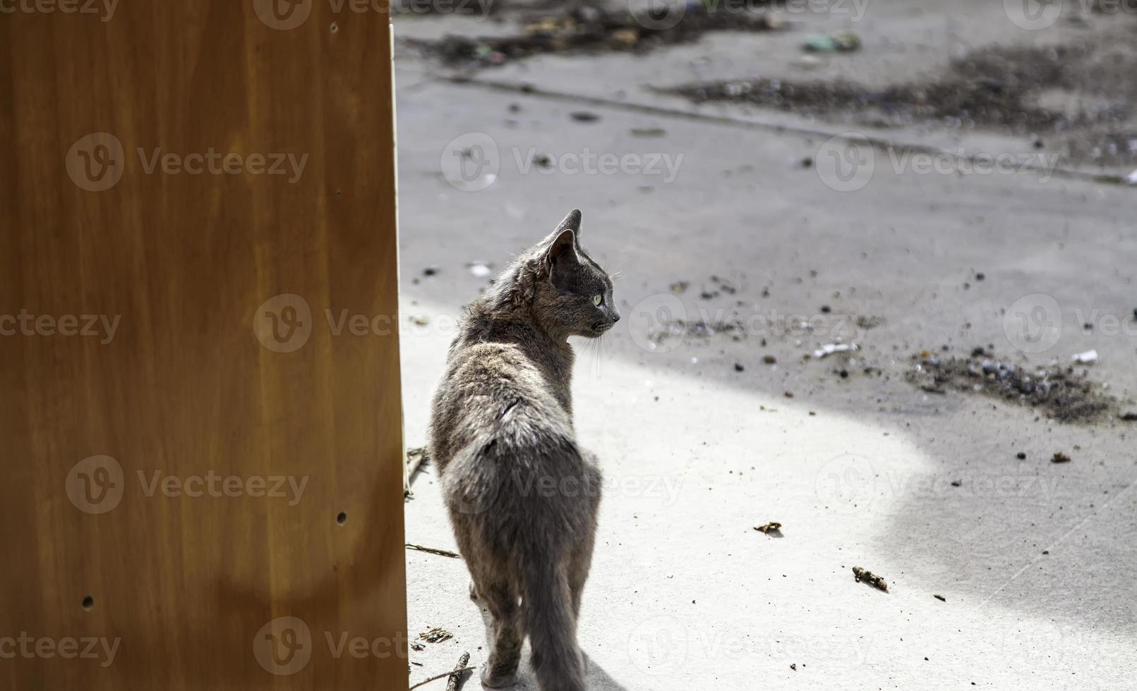 gato cinza de rua foto