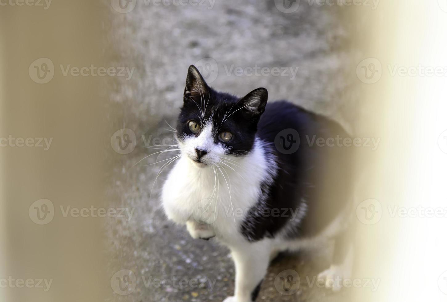 gato atrás da porta de madeira foto