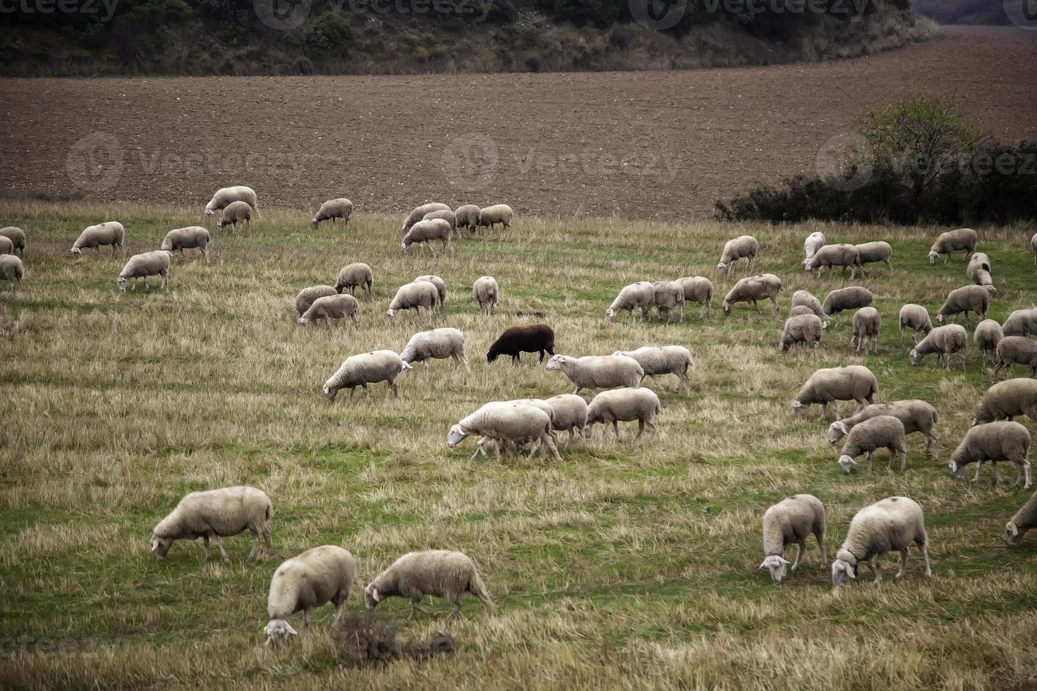 ovelha no campo foto