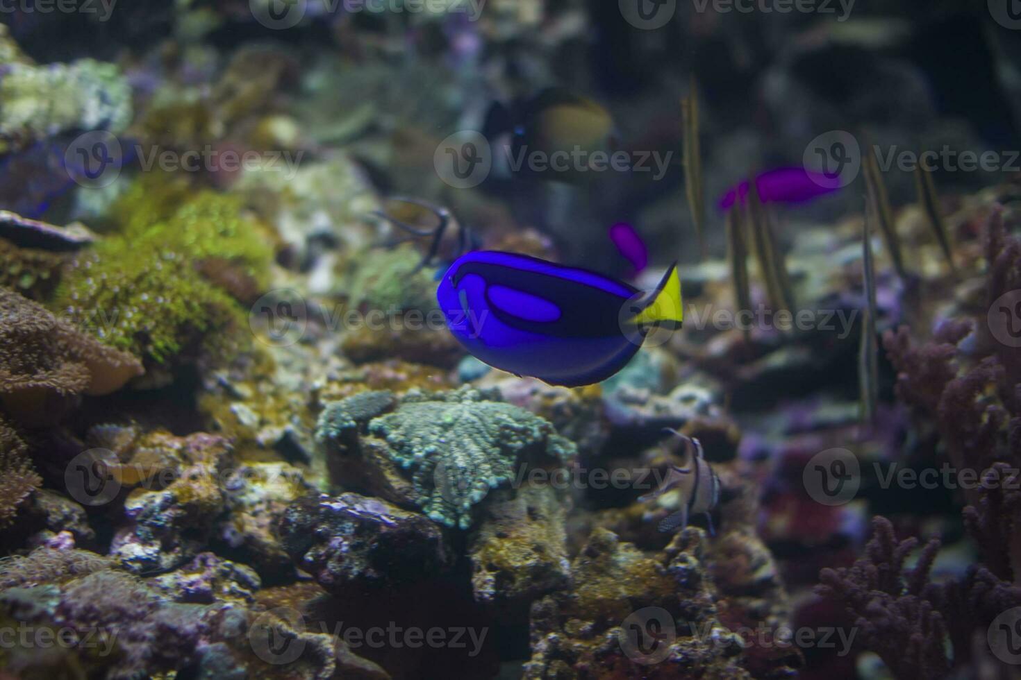 azul brilhante peixe cirurgião em a fundo do multicolorido corais. foto