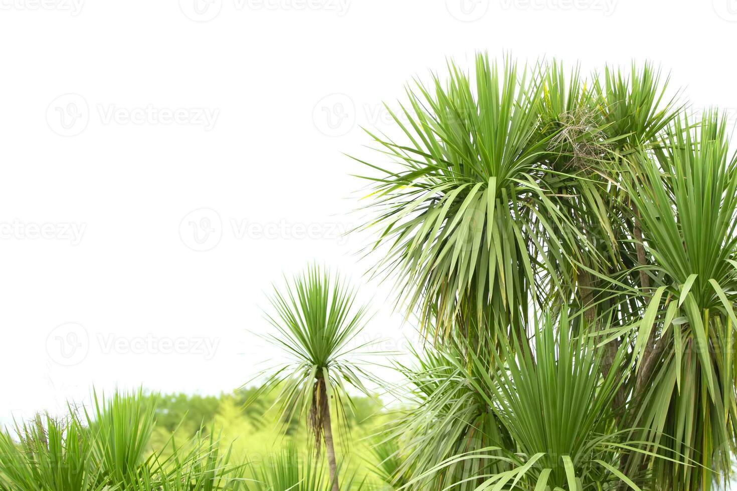 tropical palma.selva exótico plantar fundo. foto