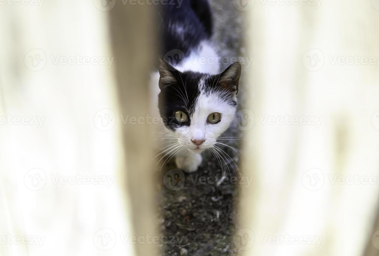 gato atrás da porta de madeira foto