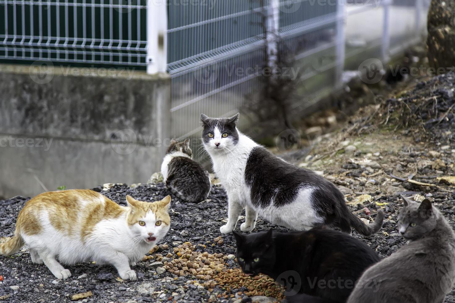 gatos vadios comendo na rua foto